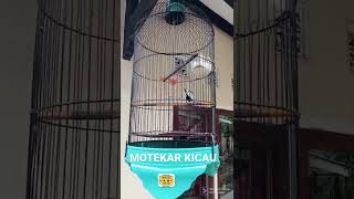 Download lagu Gelatik Batu Isian Ciblek Ngebren #shorts mp3 Download lagu Gelatik Batu Isian Ciblek Ngebren #shorts mp3