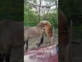 Sonny The Horny Pony