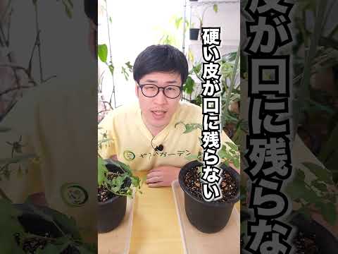 家庭教師-トマト-アイデア-サポート-木-金属-代替品