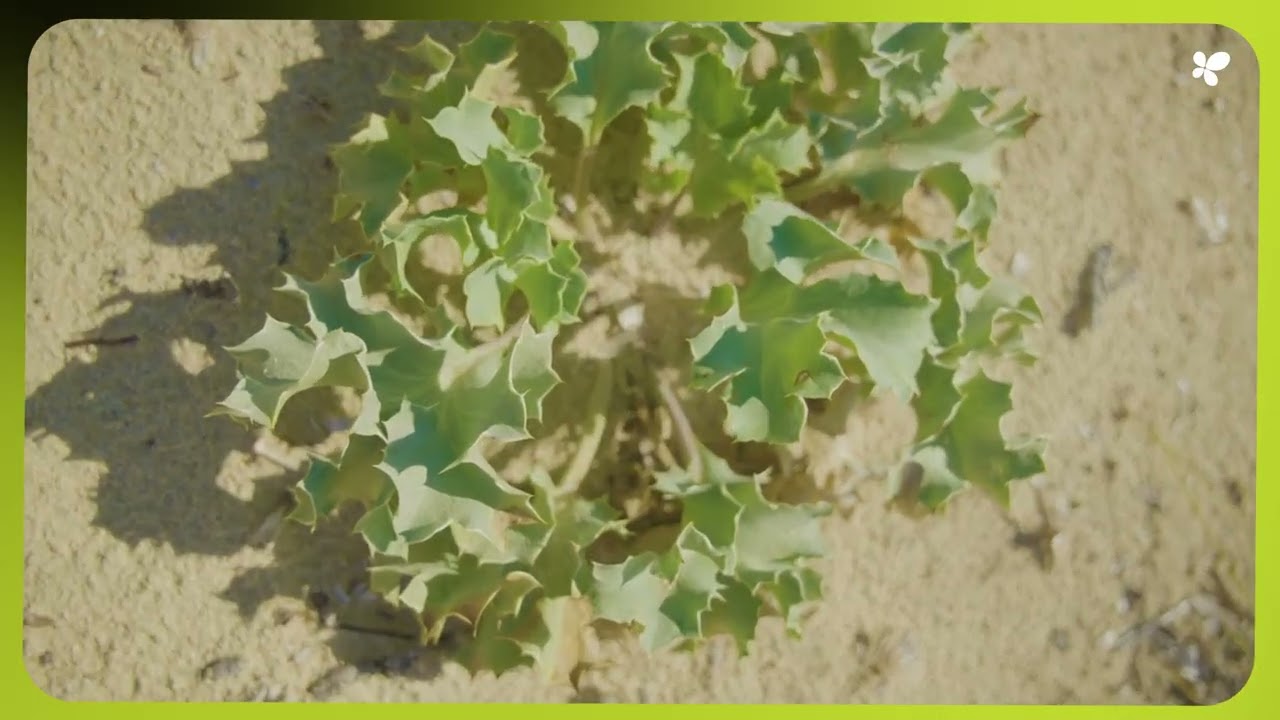 Es Trenc recupera sus hábitats y ordena el uso público del parque natural