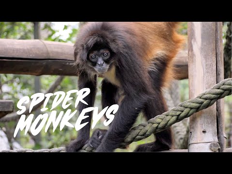 What does spider monkey look like?
