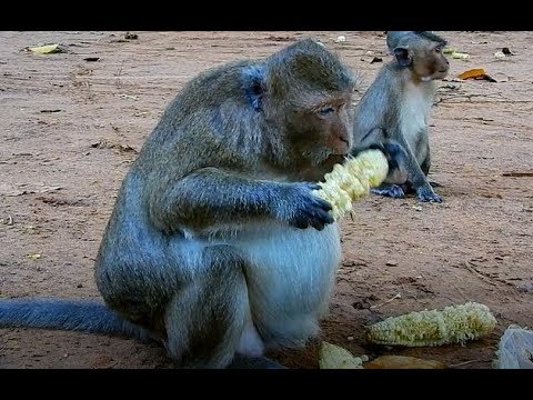 Alpha Daisy Monkey Get Big Pregnant Her Give birth New Baby Soon