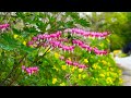 Prokofiev Peter And The Wolf Op 67 Arranged For Strings Flowers Lotus Lake Pond Dandelion Wind Sprin