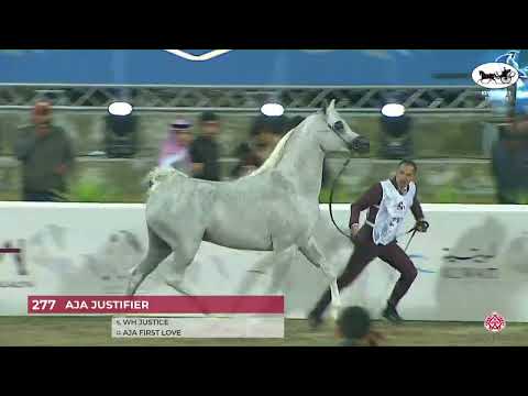 N.277 AJA JUSTAFIRE - KPAHS Purebred Show 2023 - Stallions 7+ Years Old (Class 10).mp4