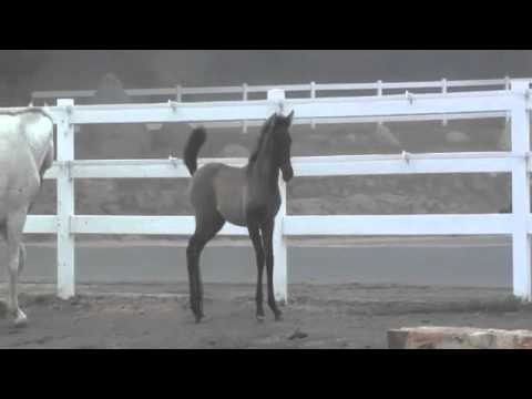 2012 Ametza/Oreo Filly