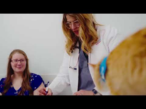 Vet Talks: Therapeutic Pet Food 101