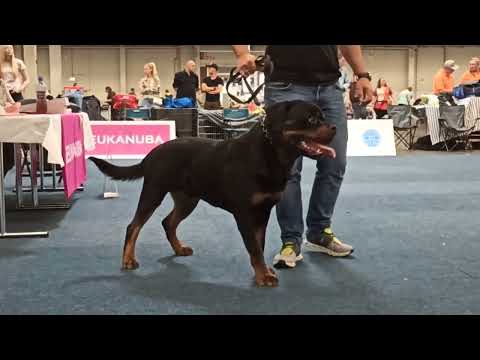 Jugendklassen der Rottweiler Europa Sieger Schau 2024 - Rüden