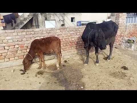 Dairy farm to provide support for street children