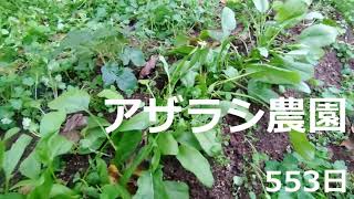 11月中旬　緑が多い【アザラシ農園553日】