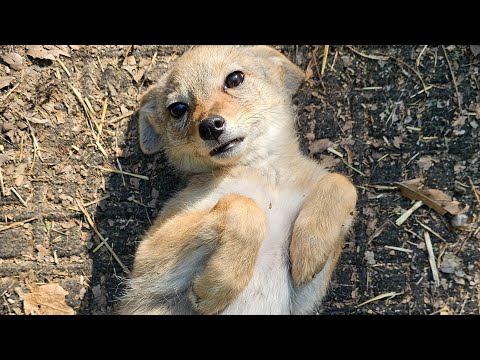 Howling with my jackal pack