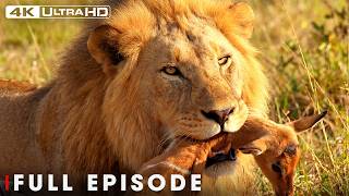 LION BATTLE ZONE | The Brutal Predators (Full Episode) | Nature Animal Documentary