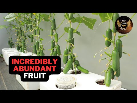 Incredibly Abundant Fruit New Method to Grow Cucumbers at Home