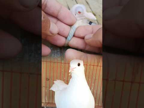 pigeon treatment.#bird #pigeonbird #dogcare #Short video