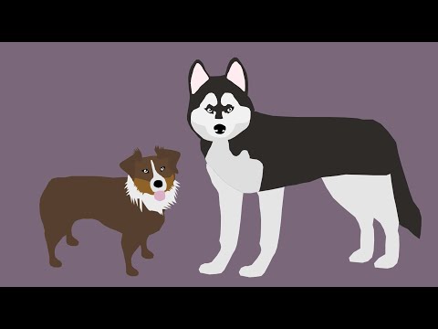 Eye Contact Secures Dogs' Place in Human Heart - YouTube