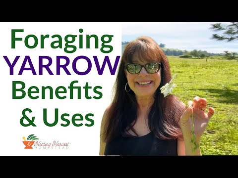 Foraging Yarrow Benefits & Uses