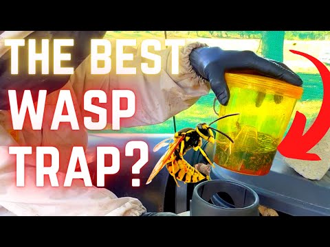 Ultimate Wasp Solution for Beekeepers | Watch as we put a Wasp Trap to the Test!