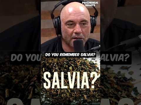 Joe Rogan Remembers Salvia 🚀👍