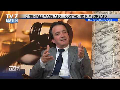Tv7 Match del 24/05/2019 - CINGHIALI - FATTURA ELETTRONICA (3DI6)