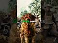 Why are U.S. Marines nicknamed "Devil Dogs"?  #military  #usa  #shorts