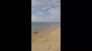 Ссылка
