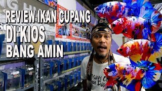 Download lagu BETTA FISH SHOWING AT BANG AMIN'S STORE mp3