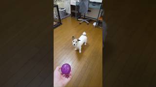 いつものジャックラッセルテリアの遊び