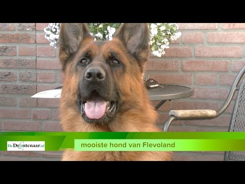 VIDEO | Fernando op één na mooiste hond van Nederland: „Gelijk een vrouwtje dekken” VIDEO | Fernando op één na mooiste hond van Nederland: „Gelijk een vrouwtje dekken”