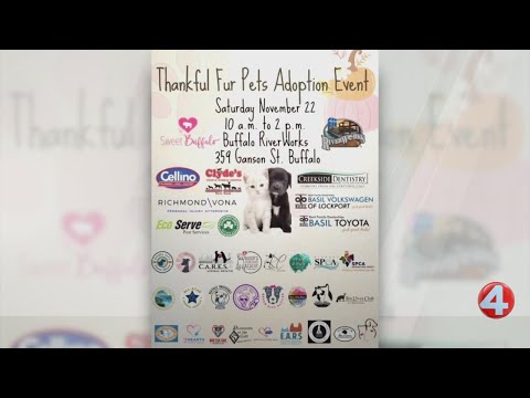 Sweet Buffalo: "Thankful Fur Pets" adoption event - YouTube