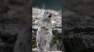 Download lagu Jeritan Tupai Tanah Uinta yang Lucu mp3