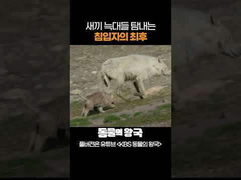 새끼들이 위험하다...ㅣ늑대 가족 이야기 #늑대 #BBC #shorts