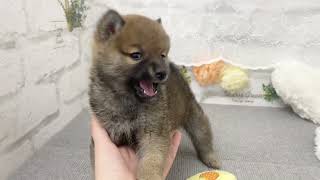 柴犬の動画02