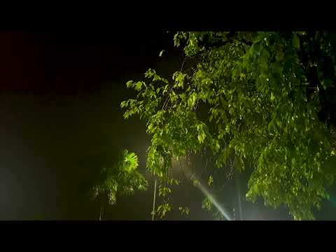 Rain on Leaves on a Forest Road in Autumn   10 Hours Video with Sounds for Relaxation and Sleep