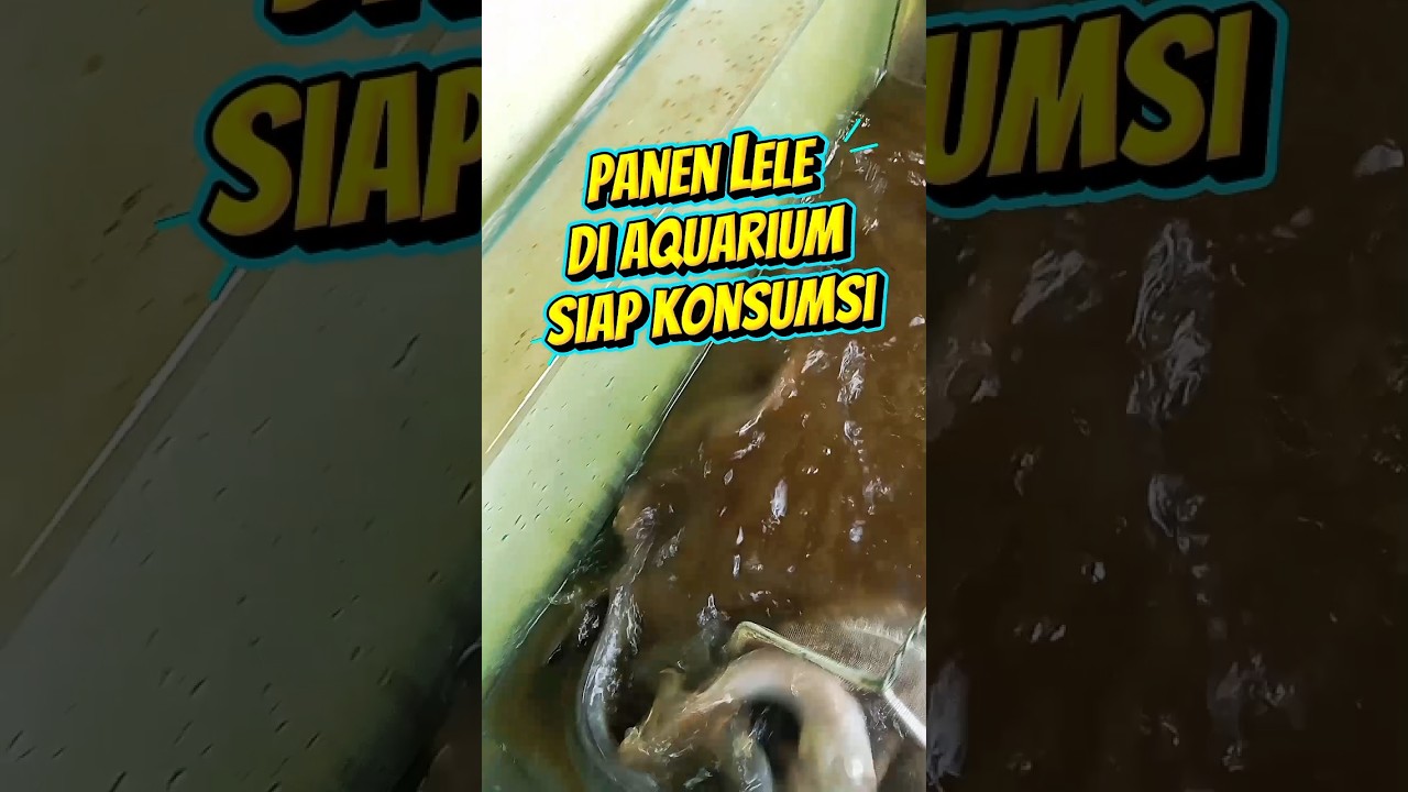 IKAN LELE USIA 2 BULAN SIAP KONSUMSI #ikanlele #ternaklele #ketahananpangan #kulawargibaraya