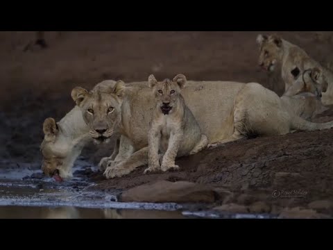 Are you looking for wildlife hashtags to boost likes and followers on your ... #photography #animals