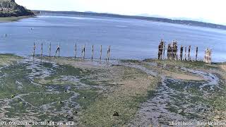 Shilshole Bay Livestream from the Ballard Elks Paddling Club live webcam