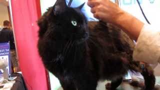 Cat Grooming Barbary Lion Cut