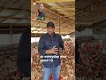 5 Things You Must Know Before You Start A Poultry Farm Advice From John Dumelo Poultrybusiness