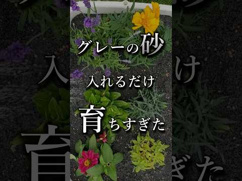 灰を菜園にいつ入れるのですか？すべての理由と理由!  庭園
