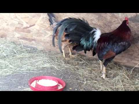 trio de kelsos dan grey.