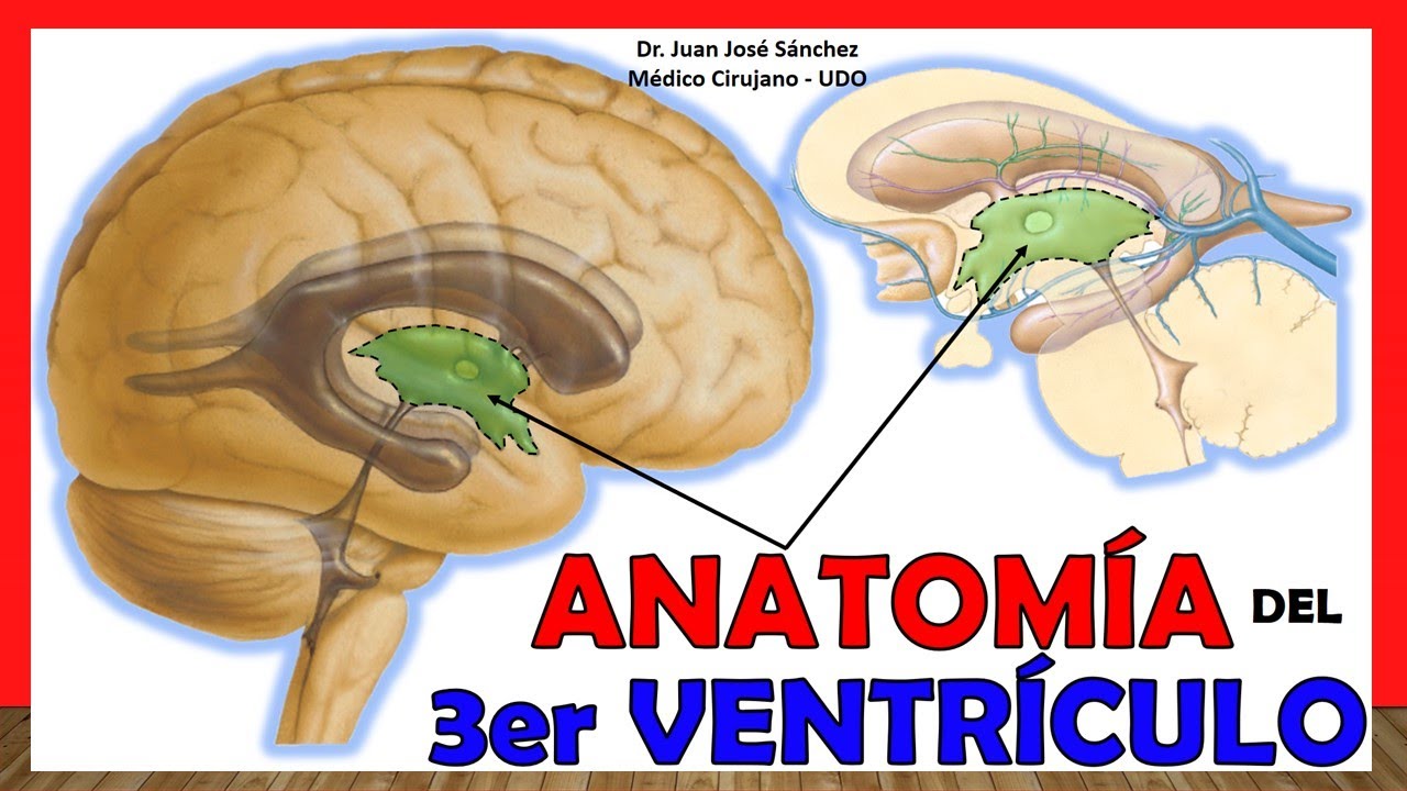 🥇 Anatomía del TERCER VENTRÍCULO. (3er Ventrículo) ¡Explicación Sencilla!