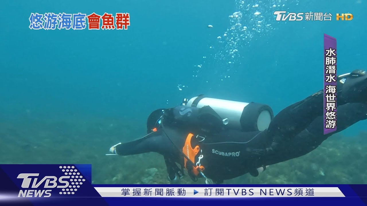 水肺潛水夯！ 海底直擊「尼莫、章魚」　上岸嗑海鮮