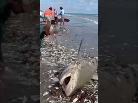 Tubarão é capturado por rede de pesca em Galinhos