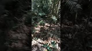 Download lagu serunya jerat puyuh hutan atau puyuh gonggong #puyuhindonesia #puyuh #gunung #jeratburung mp3