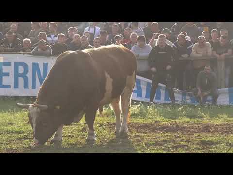 CRNA MAMBA I PERAN DICMO 2025