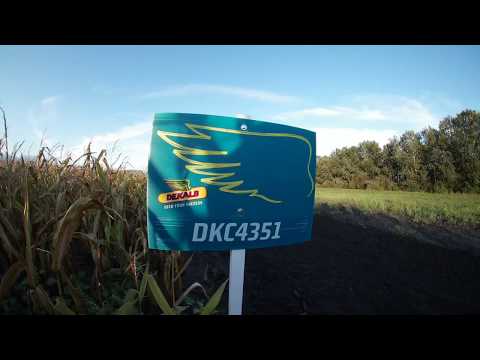 Dekalb DKC4351 kukorica vetőmag KukoricaVetőmag.hu Kft. 2017 /2