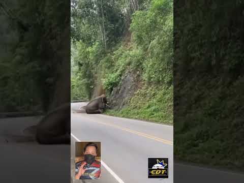 Gajah jatuh dari bukit tinggi