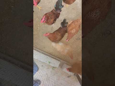 Organic Desi Eggs (24 Pack) 14 YouTube Video Thumbnail