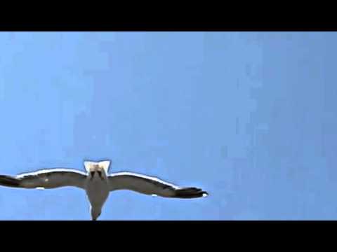 Banu Kırbağ ... Sevgi Kuşun Kanadında