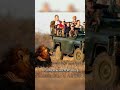 The Reason Why Lions Don't Attack Humans On Safari Vehicle