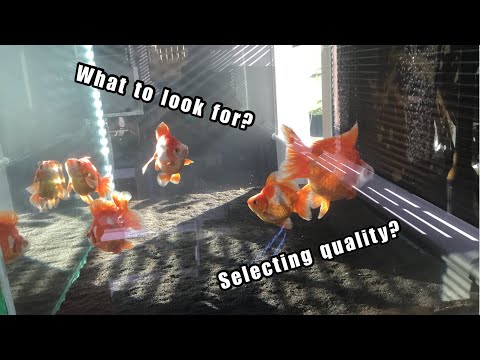 How to choose you goldfish? Selecting High quality Ryukin